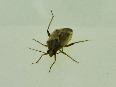 Deraeocoris ruber.jpeg