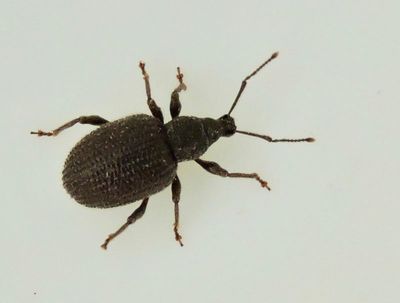 Otiorhynchus rugosostriatus - Ängsöronvivel.jpeg
