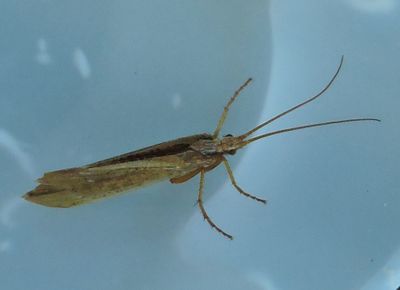 Grammotaulius nigeopunctatus.jpeg