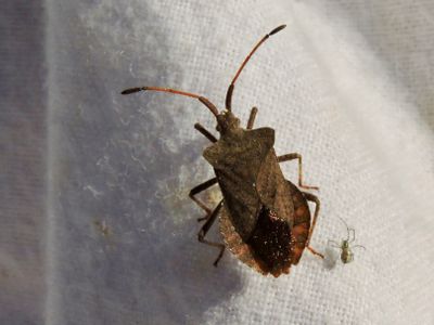 Coreus marginatus.jpeg