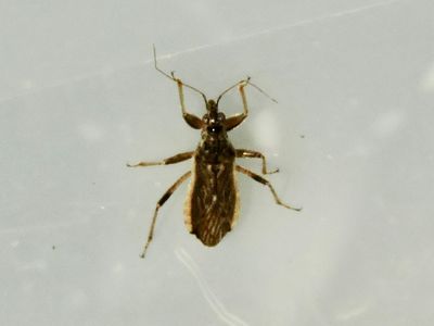 Himacerus major.jpeg
