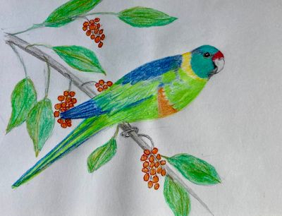 Bird drawings and paintings