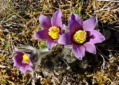 Lila blommor