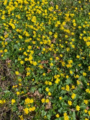 IMG_1169.jpeg