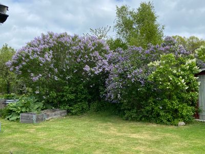 IMG_1258.jpeg