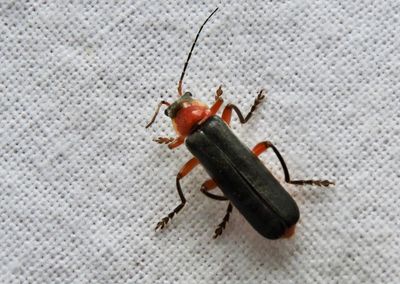 Cantharis pellucida.jpeg