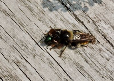 g13/38/644138/3/175526051.5511c03e.JPEG