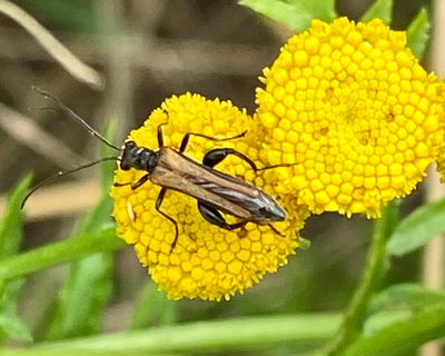 Oedemera femorata.jpeg