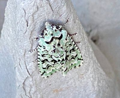 Ekflyn
