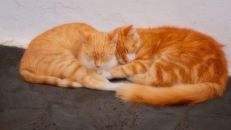 Friends, Morocco