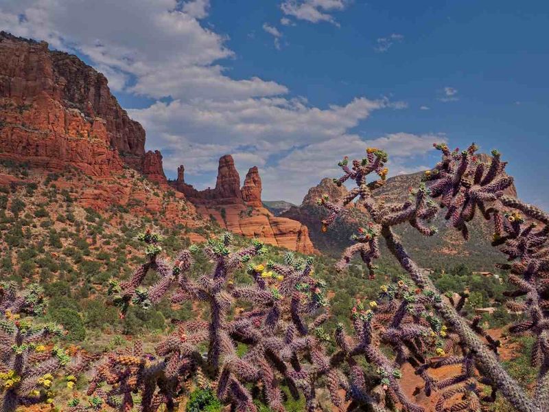 CACTUS DOMINATES