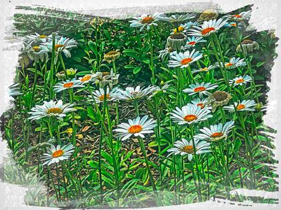Flowers and Nature