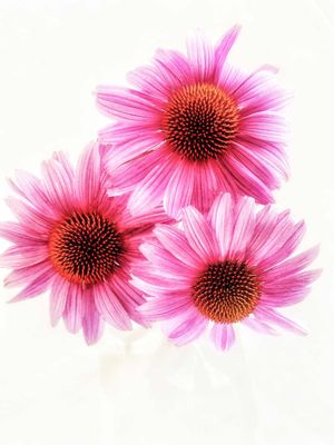 Flowers and Nature