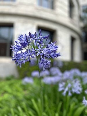 Flowers and Nature