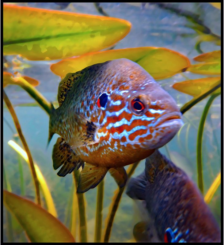 **Sunfishy***.jpg