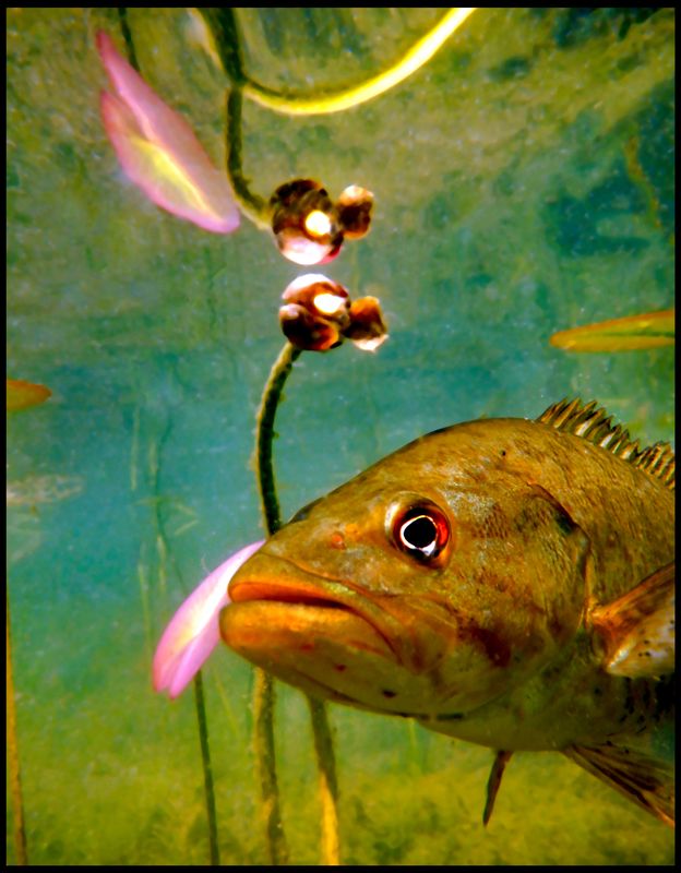 1goldenfish*.jpg