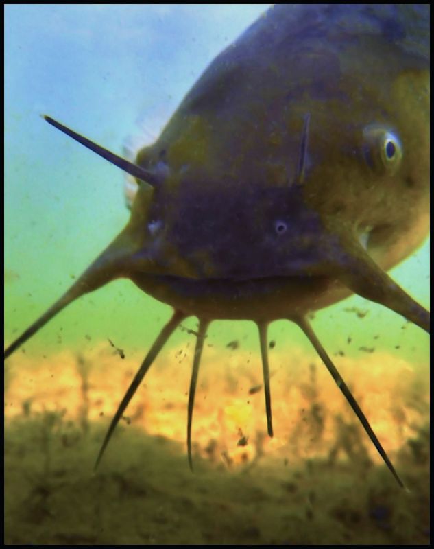 catfish
