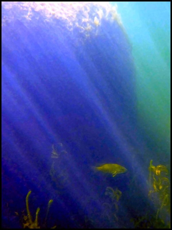 bass