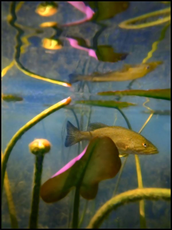 bass