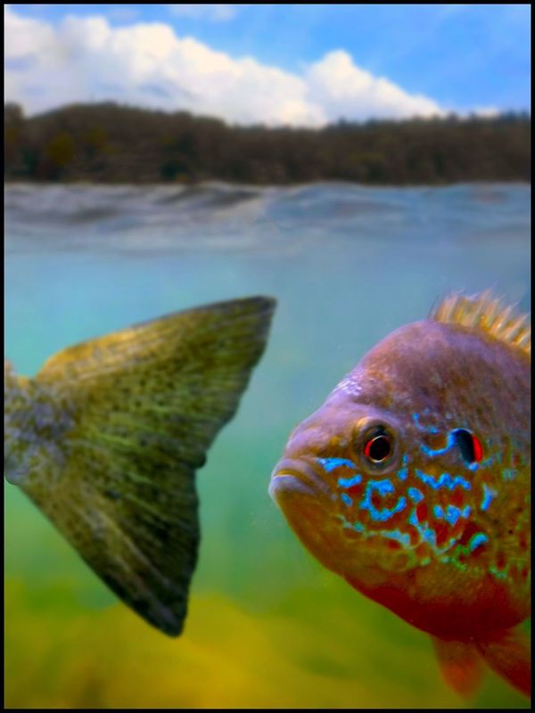 sunfish