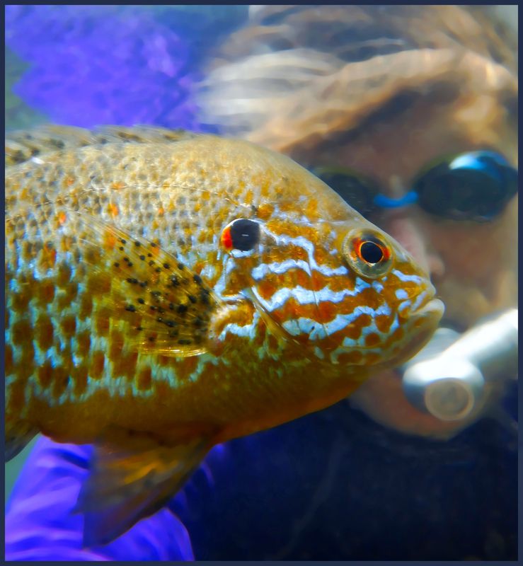 sunfish