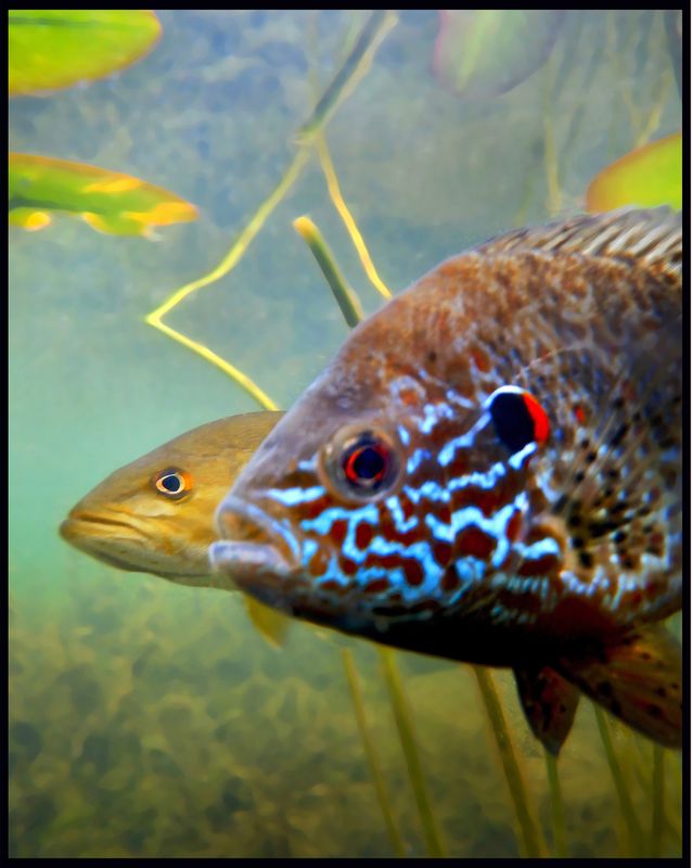 atwo fish.jpg