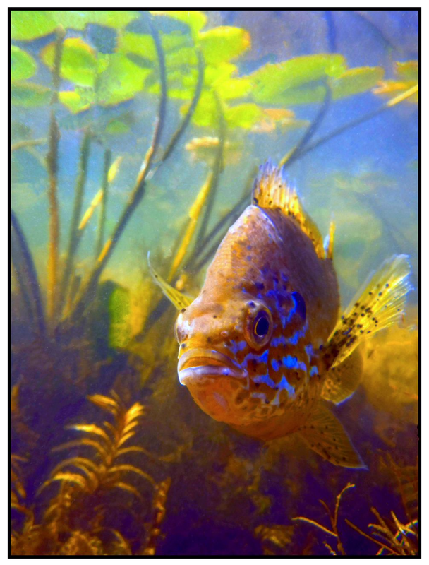 sunfish
