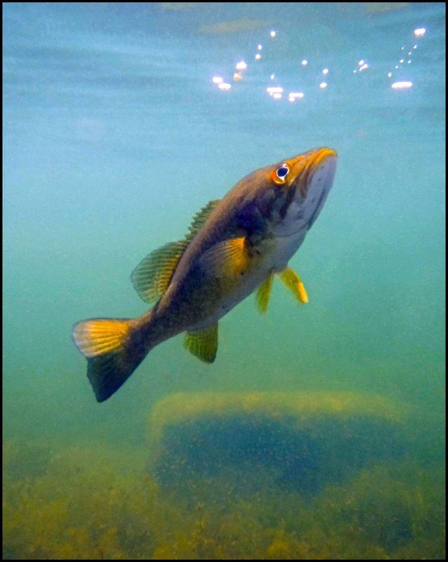 Bass.jpg