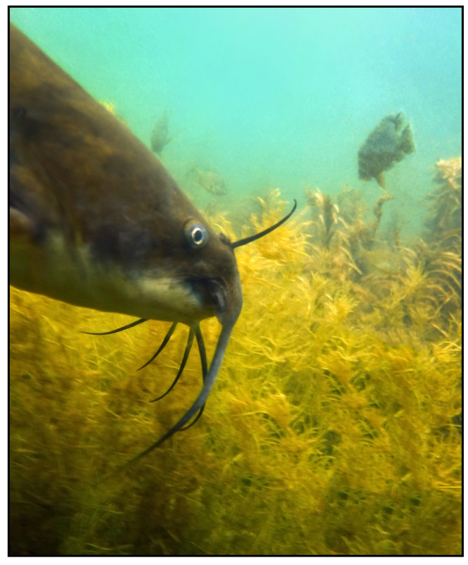 Catfish