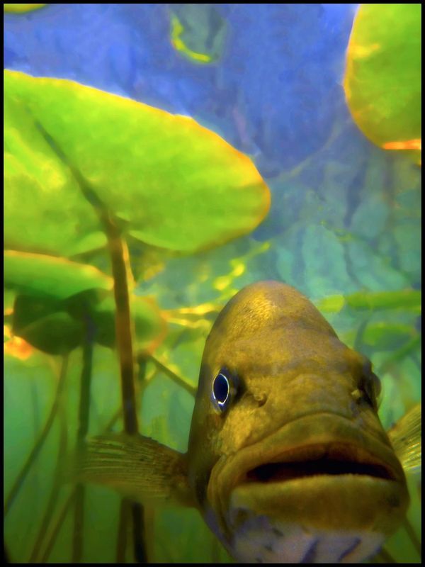 catfish347457_n.jpg