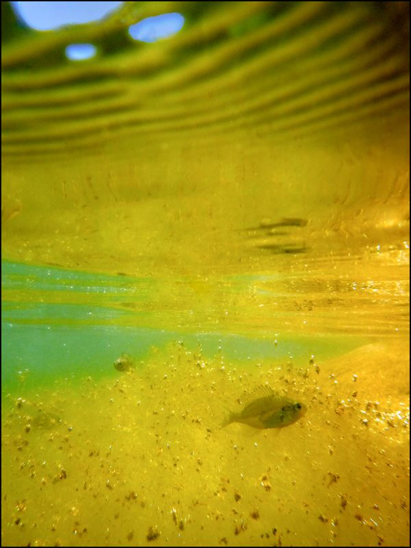 baby sunfish.jpg