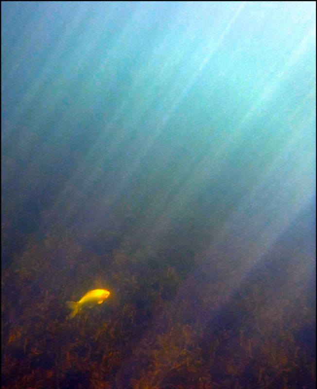 lone white carp12.jpg