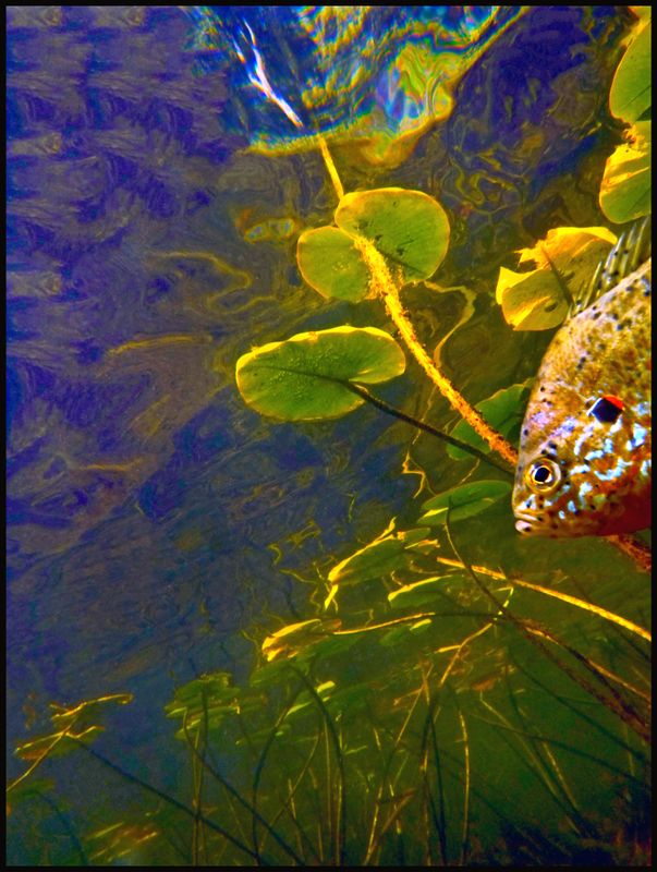 vana goghaa aafish monet aMASTER_edited-1.jpg