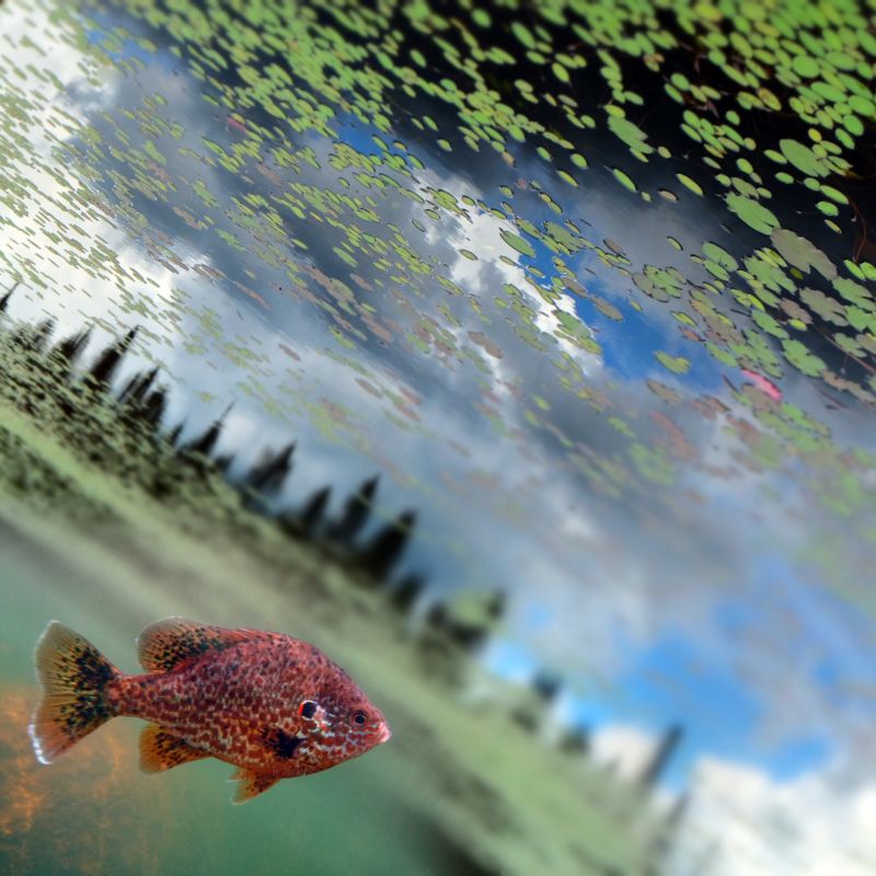 masterorangefish.jpg