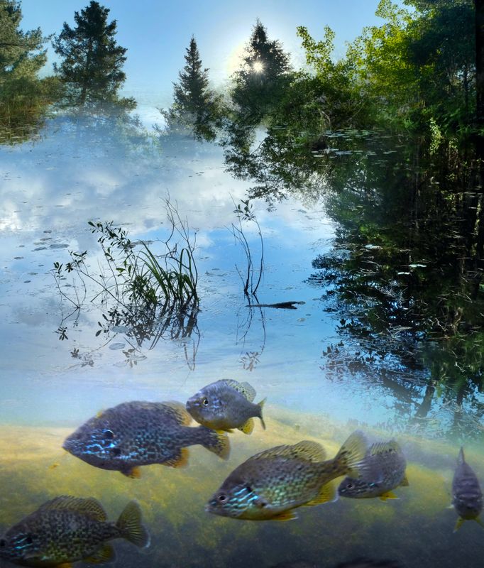 My 4th of July with Sunfish.jpg