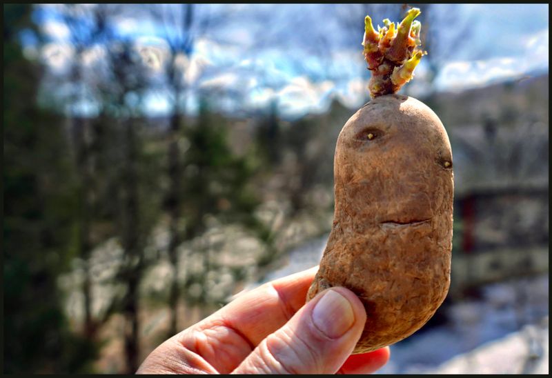 a Mr Potatoe head.jpg