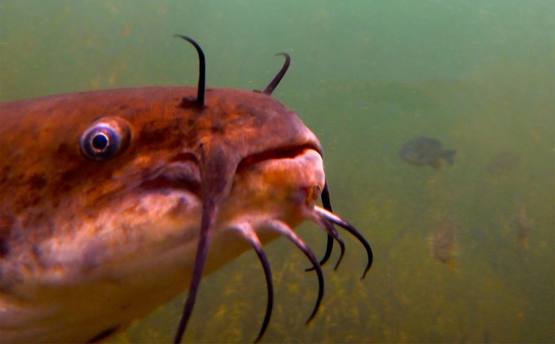 a Catfish 1920x960.jpg