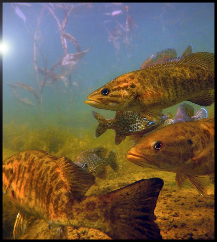 SUN group of Bass.jpg