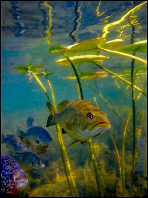 Claude Monet and the Sunfish.jpg