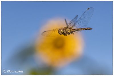 Dragonfly