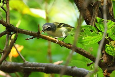warblers_and_vireos