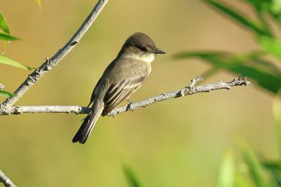 flycatchers