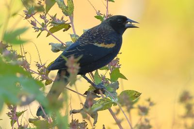 blackbirds