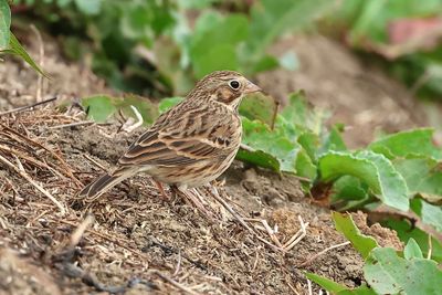sparrows