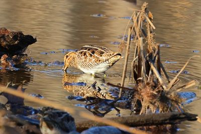 shorebirds
