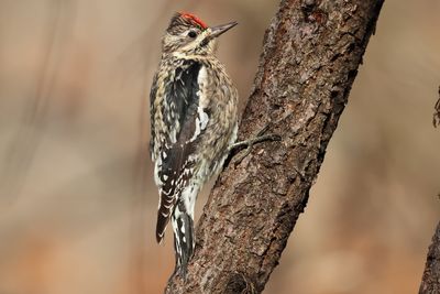woodpeckers_nuthatches_and_creepers