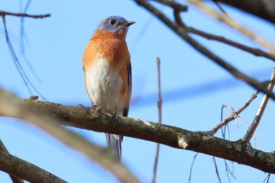 assorted_birds