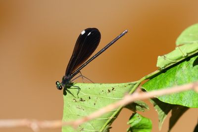 dragonflies_and_damsels