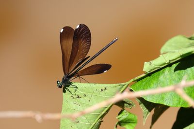 _55A0826.JPG
