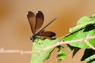 _55A0828.JPG
